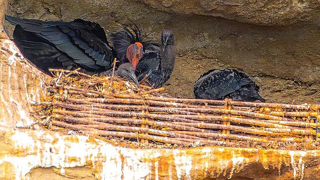 Hier ist ein adulter Vogel mit mindestens zwei Jungvögeln zu sehen. Mit 40 bis 45 Tagen werden die Tiere flügge.