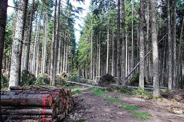 Die Aufräumarbeiten laufen, doch noch immer sind Waldwege im Germanswald durch umgestürzte Bäume versperrt.