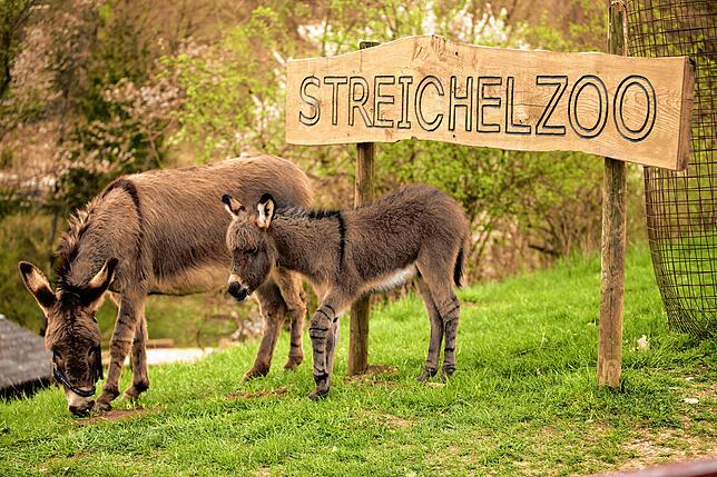 Die Lochmühle ist ein über 400 Jahre alter Bauernhof. Dort kann man echte Bauernhoftiere, landwirtschaftliche Geräte, alte Kutschen und ...