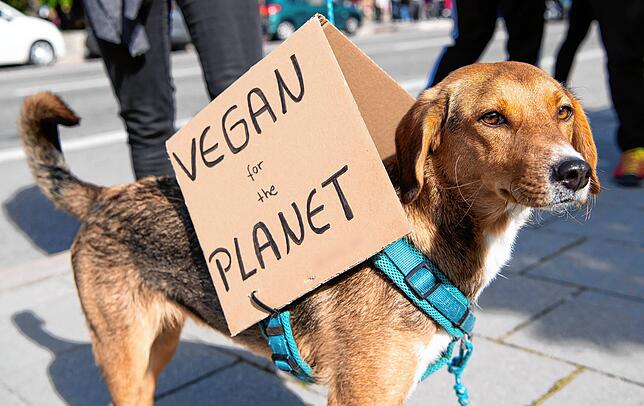 Hund Leni nimmt an einer Demonstration teil und trägt dabei ein Plakat mit der Aufschrift „Vegan for the Planet“.