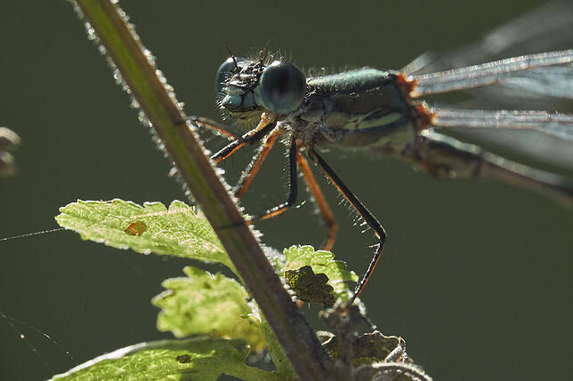 Im Moment sind im Wollmatinger Ried die vier Zentimeter großen Smaragd-Libellen zu sehen. Bild: Robert Hahn Bauer