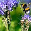 Eine Hummel landet auf den Blüten einer Phacelia-Pflanze auf einem Acker.