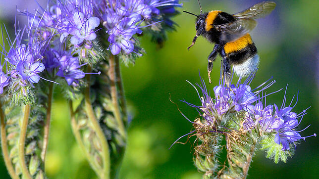 Eine Hummel landet auf den Blüten einer Phacelia-Pflanze auf einem Acker.