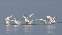 Singschwan-Kampf im Bodensee vor dem Eriskircher Ried.