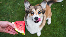 Hunde dürfen grundsätzlich Wassermelone fressen – Hundehalter sollten aber einige Risiken beachten.