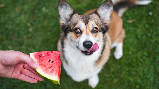 Hunde dürfen grundsätzlich Wassermelone fressen – Hundehalter sollten aber einige Risiken beachten.