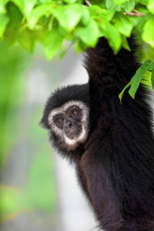 Ein Gibbon hält Ausschau von einem Baum im Mundenhof in Freiburg im Breisgau.