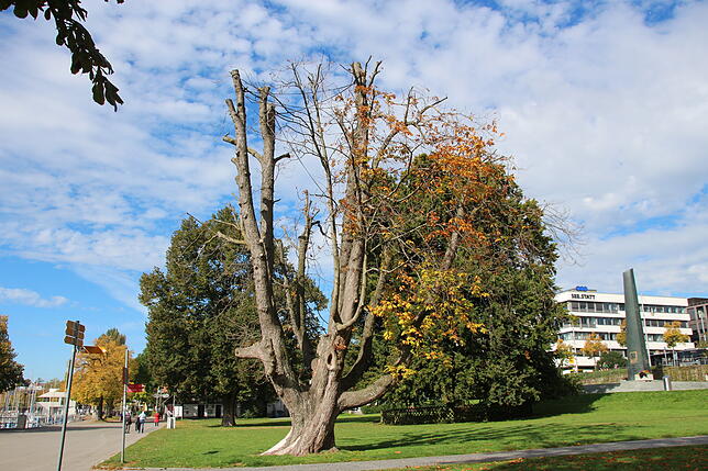 Bild 3: Die Uferpark-Kastanie ist weg: Der über hundert Jahre alte Baum musste gefällt werden