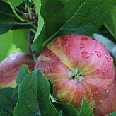 Saftige Äpfel an den Bäumen. Doch Landwirte haben mit Obstdiebstahl zu kämpfen.