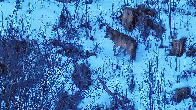 Der Saarländer Patrik Wagner hat bei seinem Schwarzwald-Urlaub am Montag bei Vöhrenbach offenbar einen Wolf gesichtet und fotografiert: ...