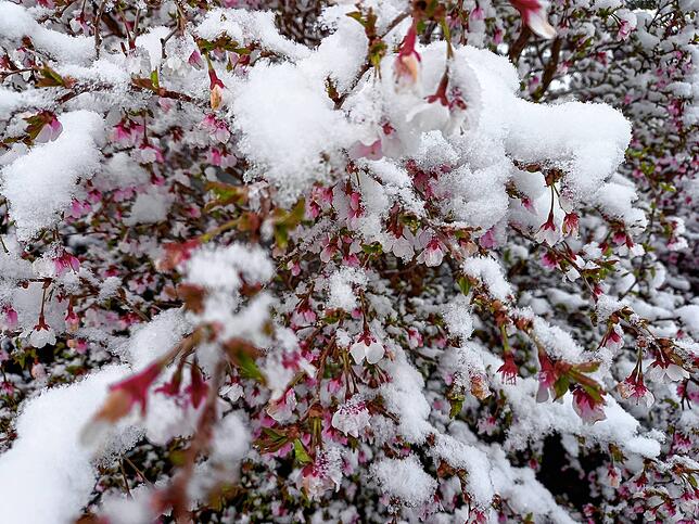 Eingeschneite Blüten in Friedrichshafen.