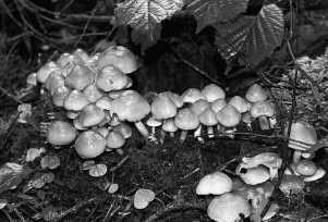 sax_ho_pilze1_GEI1047HI.1.jpg