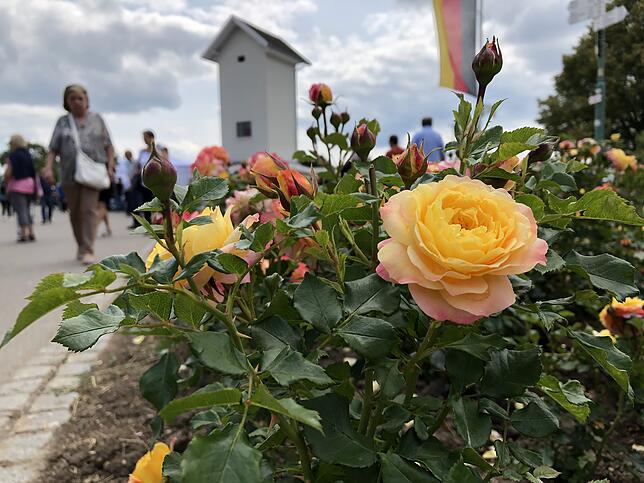 Bild 3: Die schönsten Rosen aus dem Rosendorf Nöggenschwiel