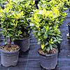 Kirschlorbeer-Pflanzen in Töpfen: Sie werden gerne gekauft, um eine Hecke zu pflanzen. Doch in der Schweiz ist das bald verboten.