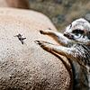 Ein Erdmännchen im Zoo Basel versucht, eine Heuschrecke zu fangen. Nicht nur als Nahrung für unzählige Tierarten erfüllen Insekten einen ...