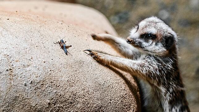 Ein Erdmännchen im Zoo Basel versucht, eine Heuschrecke zu fangen. Nicht nur als Nahrung für unzählige Tierarten erfüllen Insekten einen ...