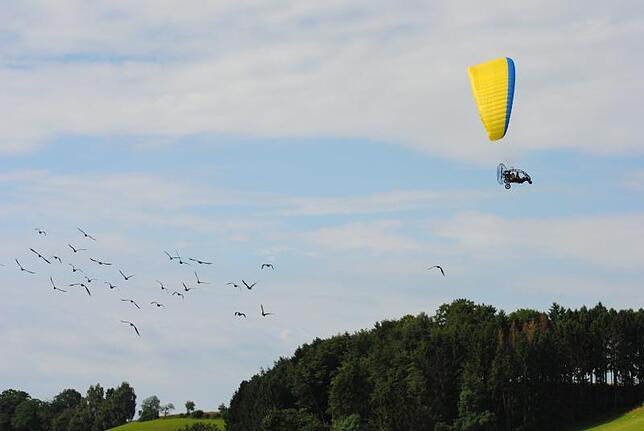 Flugübungen der Waldrapp-Kolonie über Überlingen-Bonndorf. Treu folgen die Vögel ihren Ziehmüttern im Motorgleitschirm. Bild: Georg Exner