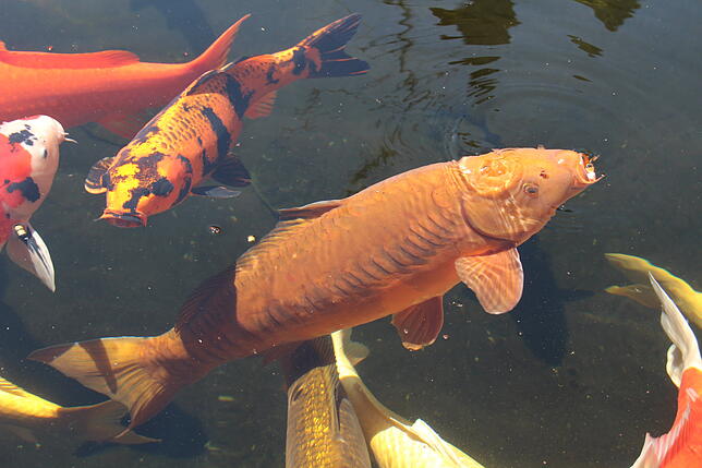 Bild 2: Ein Leben mit dem Koi: Seit 29 Jahren vertreibt Richard Hilble japanische Fische. Wir haben uns bei ihm umgeschaut &ndash; mit Bildern und Videos!