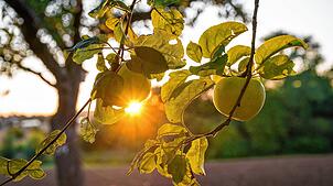 Äpfel hängen bei Sonnenaufgang an einem Baum auf einer Streuobstwiese. Jahrelang waren die Preise für Äpfel und Birnen mies. Seit ...
