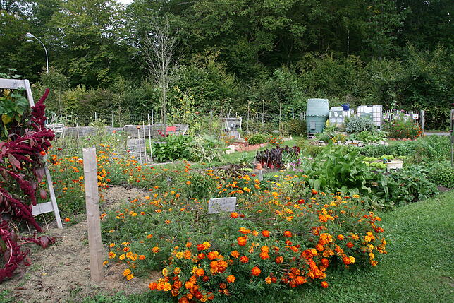So schön bunt gedeihen die Blumen im Gemeinschaftsgarten &bdquo;Ein Paradies für Alle&ldquo;. Im Hintergrund sind die Gemüse- und ...