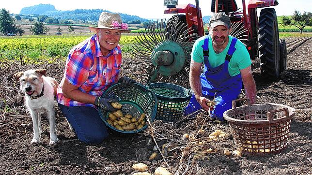 Die Duchtlinger Landwirte rüsten sich zum zwölften Duchtlinger Herdöpfelfäscht. Mit dem Kartoffelroder aus der Erde befördert, sammeln ...