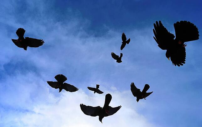 Fliegende Dohlen am Himmel