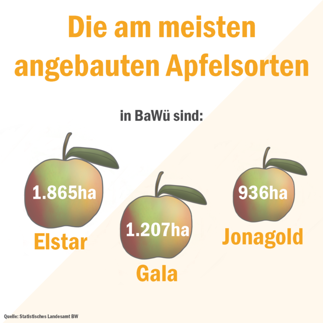 Bild 1: Meist angebaute Apfelsorten