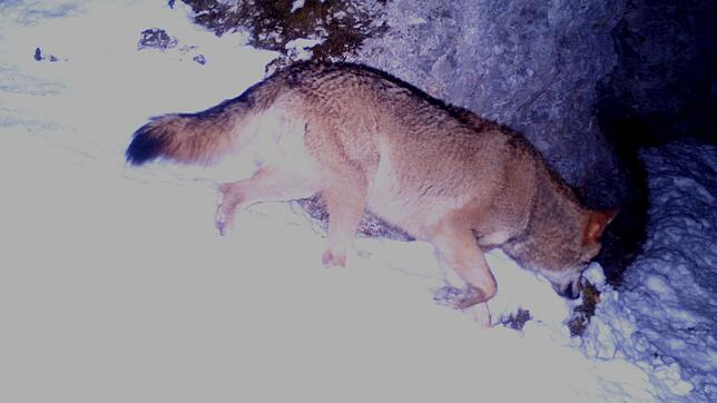 Am 17.&nbsp;Februar 2018 tappte dieser Wolf in die Fotofalle im Donautal. Bild: FVA Freiburg