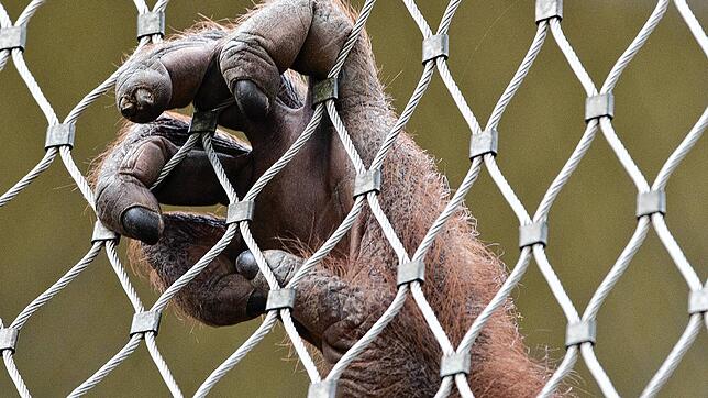 Ein Orang-Utan klammert sich ans Stahlnetz seines Geheges: Viele Affenhäuser stehen in der Kritik.