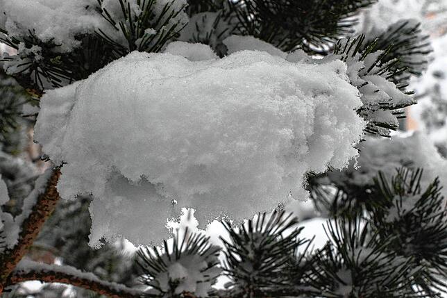 In den Bäumen hängt der Schnee. Deshalb sollten Spaziergänger den Wald besser meiden. Die Last auf den Ästen ist zu groß.