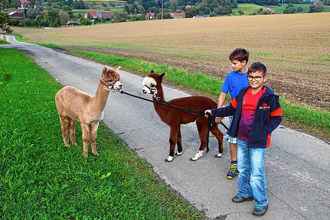 Bild 7: Auf Wanderschaft mit Alpakas: Warum die flauschigen Tiere vom Alpakaparadies Lellwangen gefragter sind denn je