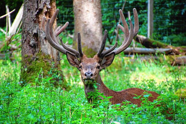 Nanu, wer kommt denn da? Ein Geweihträger schaut sich im Wildgehege Waldshut aufmerksam um.