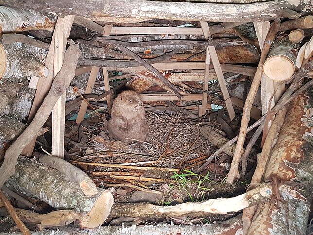 Der Biber Benni ist in sein Biberbau im Wildlife Museum eingezogen.