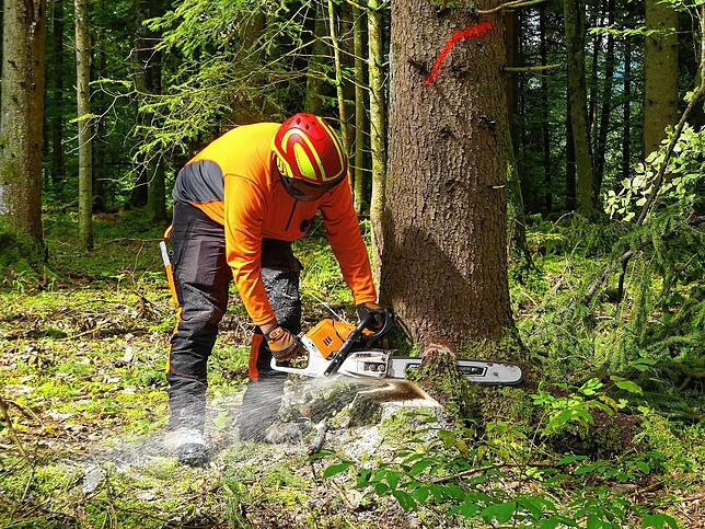 Lukas Dullnig muss die Fallkerbe aussägen und auf beiden Seiten des Fallkerb-Endes die Baumrinde entfernen.