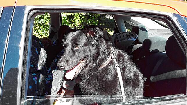 Hund im Auto: Der Innenraum kann sich enorm aufheizen &ndash; eingeschlossen und ohne Möglichkeit zur Abkühlung kann Lebensgefahr das ...