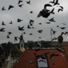 Die Stadt will endlich gegen die Taubenplage in den Innenstädten von Villingen und Schwenningen aktiv mit einem Konzept angehen. Hier ...