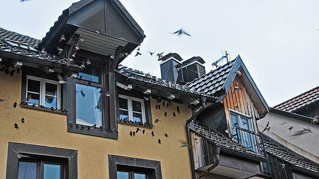 Sie klemmen sich an Hauswände, auf Fenstersimse und Dächern fest: die Schwalben machen gerade Zwischenstopp in Laufenburg.