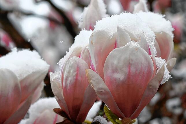 Nach einem sonnenreichen März beginnt der April am Bodensee mit Schneefall.