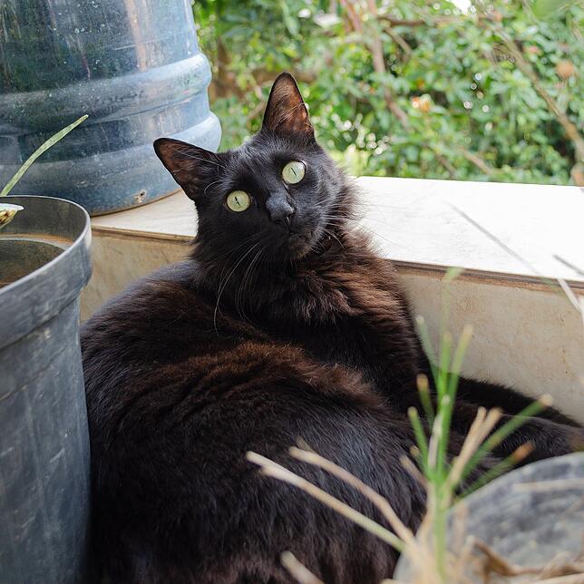 Bombay-Katze