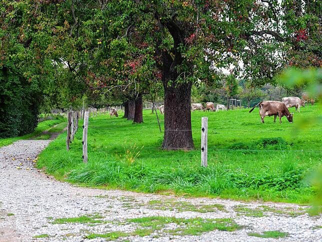 Der Spazierweg führt auf weiten Teilen zwischen Kuhweiden hindurch – hier das Stück, das von der Oberhofstraße aus zugänglich ist.