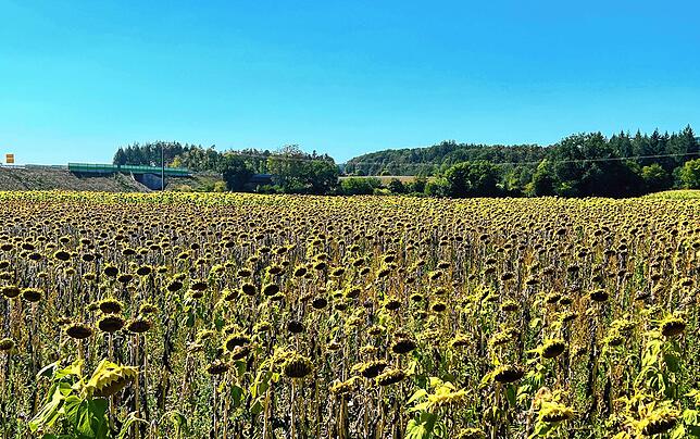 Große Hitze und die Trockenheit setzen diesem Sonnenblumenfeld an der Wutach bei Wutöschingen zu.