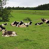 Sie wacht über ihre Herde: Vom oberen Ende des Hügels hat Samura (hinten rechts) ihre &bdquo;Schäfchen&ldquo; bestens im Blick.