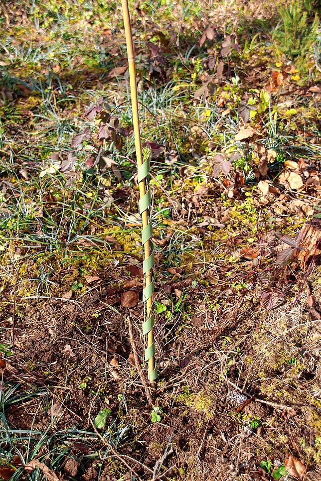 1400 Bäume ersetzen den Borkenkäferhieb im Naturschutzgebiet Lindenberg-Spießenberg.