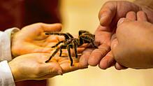 Lebende Riesenspinnen- und Insekten sind am Sonntag, 14. September, im Kursaal Überlingen zu sehen. Veranstalter Giovanno Neigert ...
