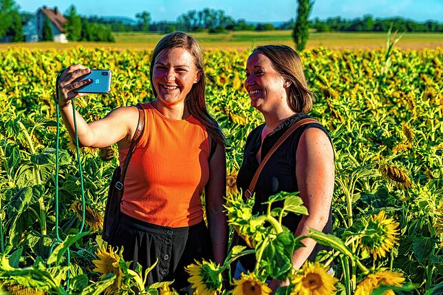 Auch das große Sonnenblumenfeld an den Bertholdshöfen, das seit Jahren von vielen Besuchern aufgesucht wird &ndash; hier ein Archivbild ...
