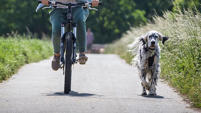 Manche Hunde brauchen mehr Auslauf als andere. Das ist bei der Wahl der passenden Rasse wichtig.