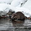 Der Biber fühlt sich mittlerweile auch im Steinatal heimisch. Hier sitzt der Überlebenskünstler am Faulenfürster Eck. Bild: Friedbert Zapf