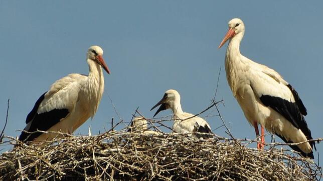 Ein Nest voller Störche ist auf der Baar inzwischen ein gewohntes, nichtsdestotrotz erfreuliches und viel beachtetes Bild.