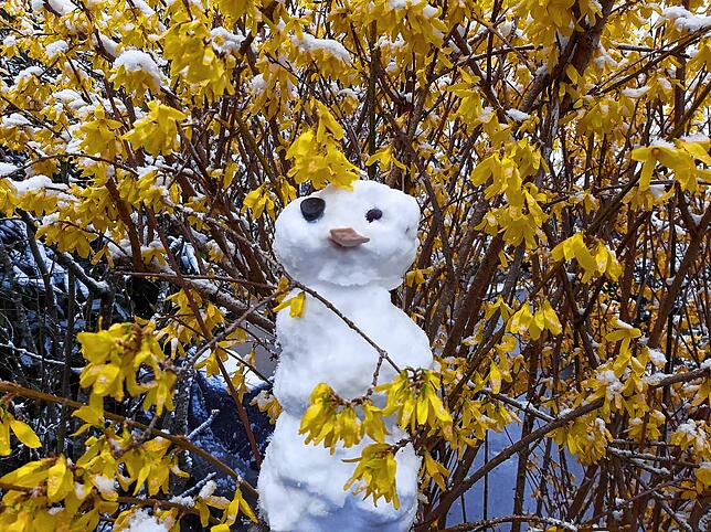 Schnee im April, wenn blühende Forsythie und Schneemann in Überlingen aufeinandertreffen.