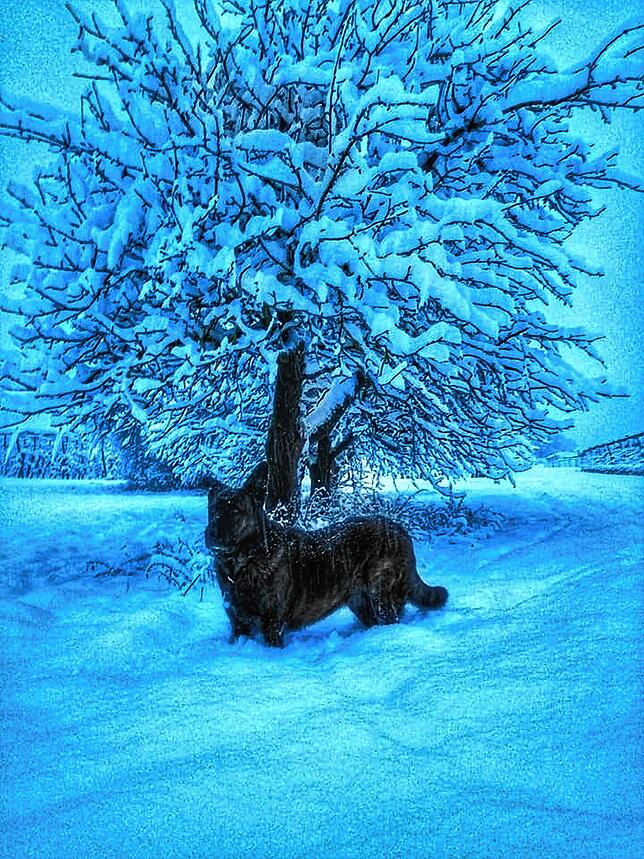 Schöner Abendspaziergang mit Hund Juma. Sobald die weiße Pracht die Dörfer und Landschaften überzieht, wird es ganz still. Die fallenden ...